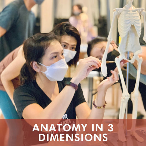 Anatomy in 3 Dimensions (Sep 2024)