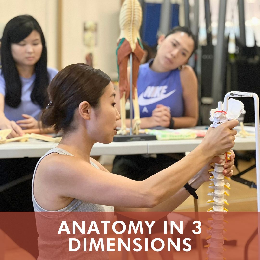 Anatomy in 3 Dimensions (Nov 2025) - 2nd Run